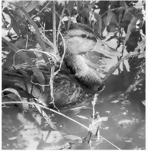 Page A4 sunrise image