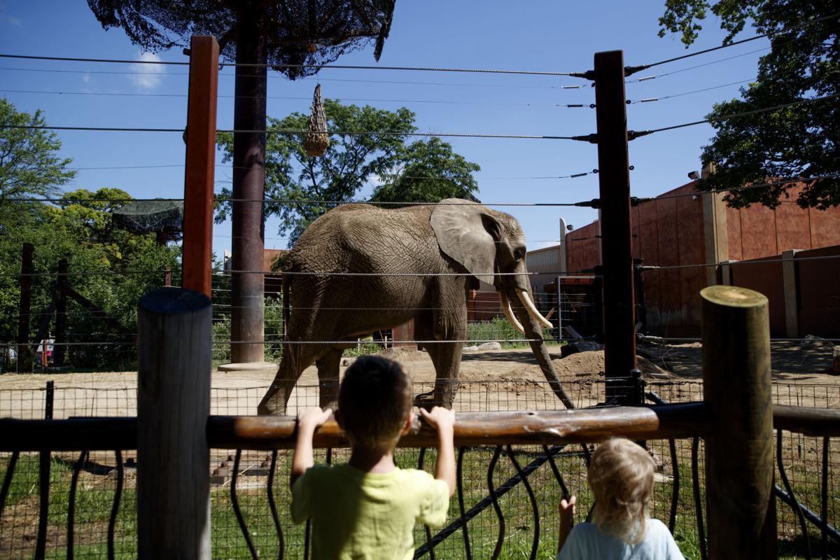louie the elephant begins