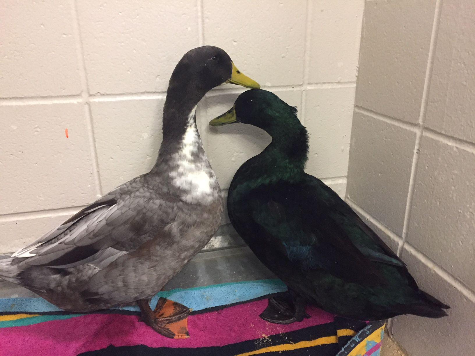 Domesticated ducks don't belong in Omaha's lakes and lagoons, Humane