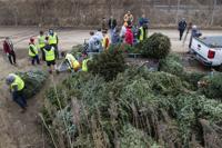 2019: Christmas tree disposal
