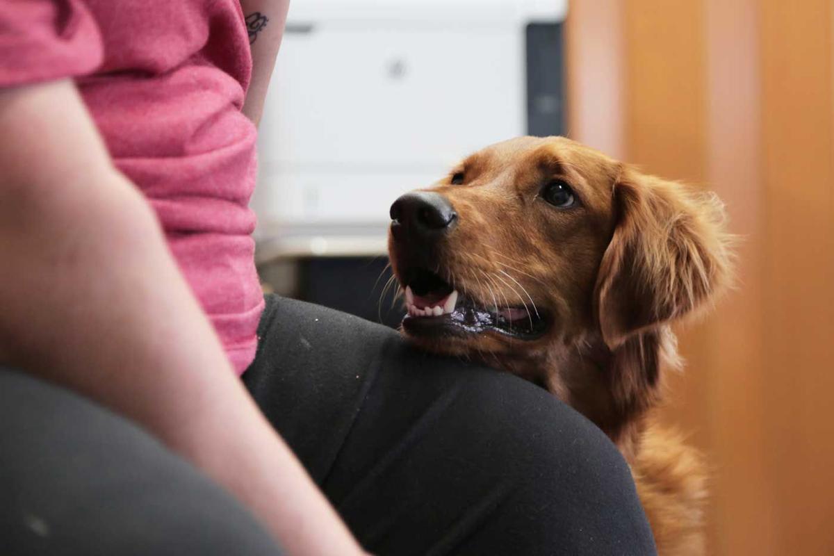 Comfort Dog Has Big Impact On Nebraska Students Health Omaha Com