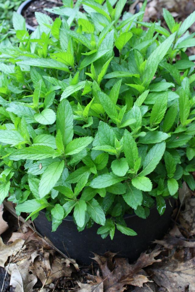 Mint may be the easiest thing you'll ever grow in your garden