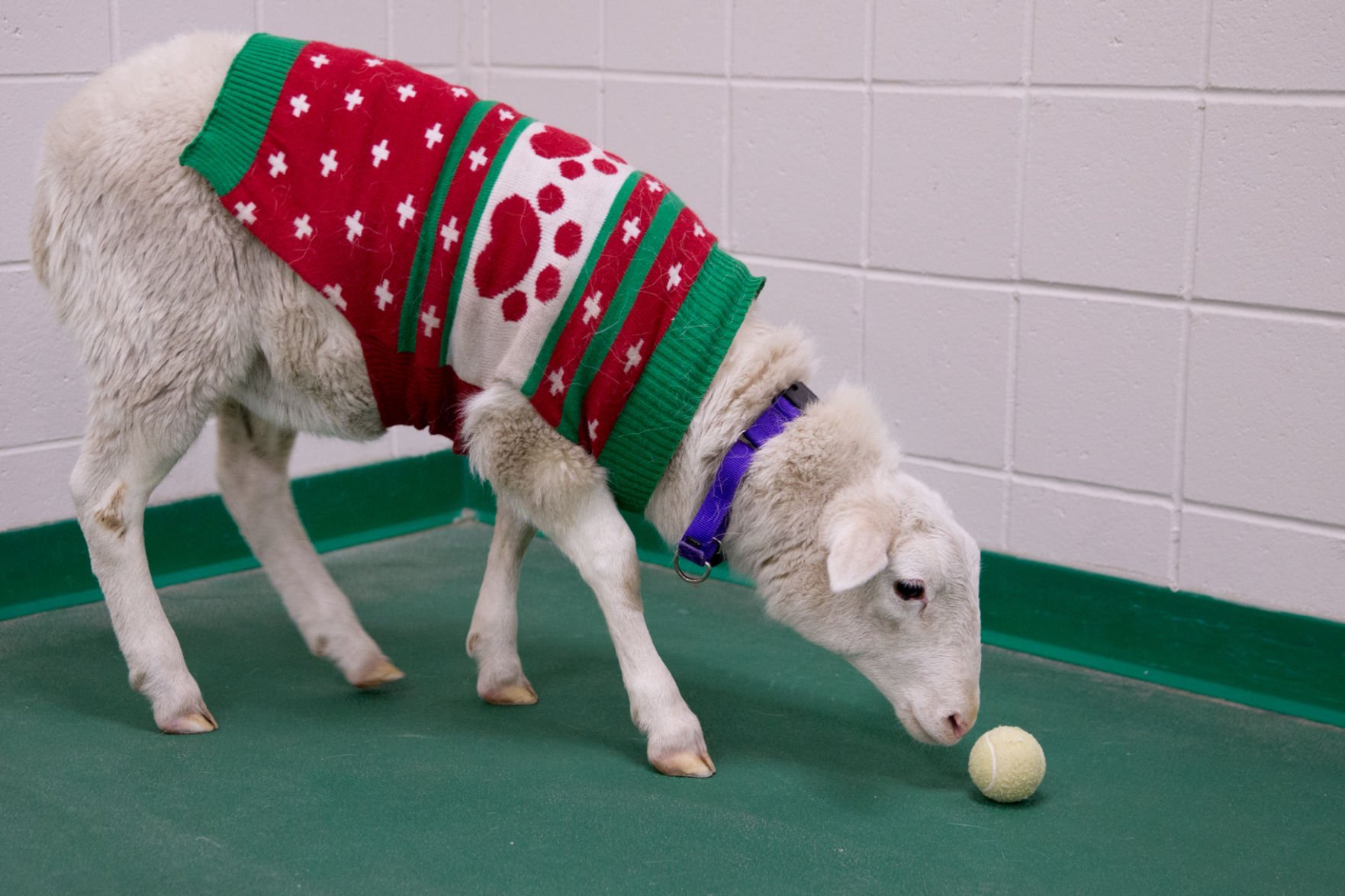 Sheep sale wearing sweaters