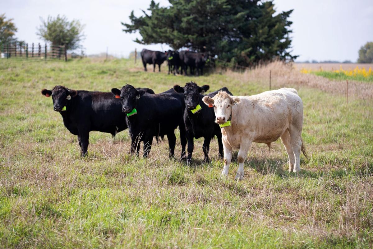 Editorial: Nebraska cattle sector can build on its tradition of innovation  to tackle its challenges