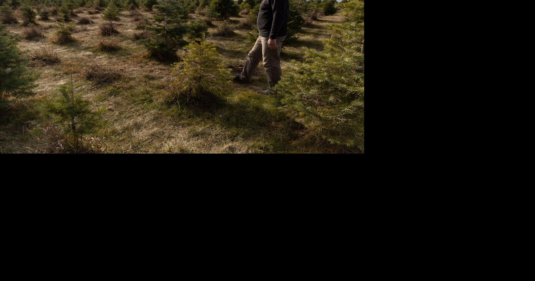 Photos Omaha Christmas tree farm closes season early after drought