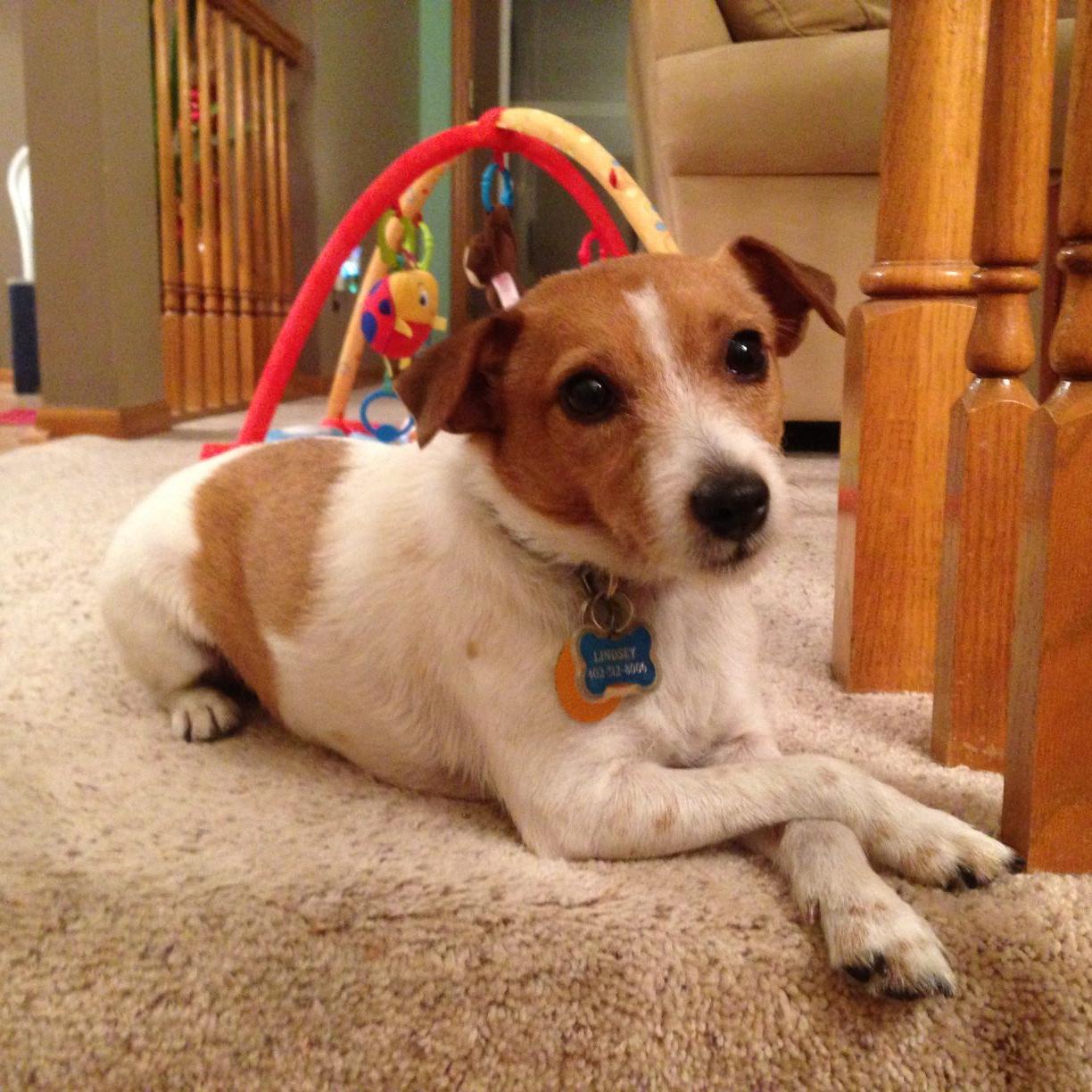 Dog Gone Problems A Visiting Dog Peed In Our House Now Our Dog