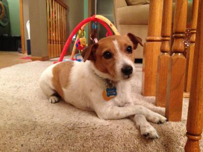 Dog Gone Problems A Visiting Dog Peed In Our House Now Our Dog