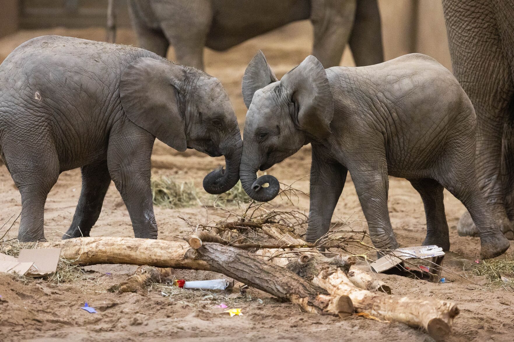 Report criticizes Omaha zoo