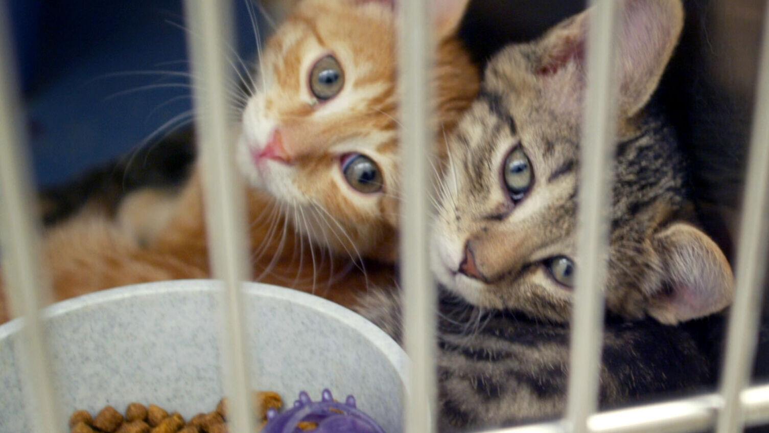 Omaha rescue group receives shipment of 69 cats and dogs that need forever homes - Vimarsana News