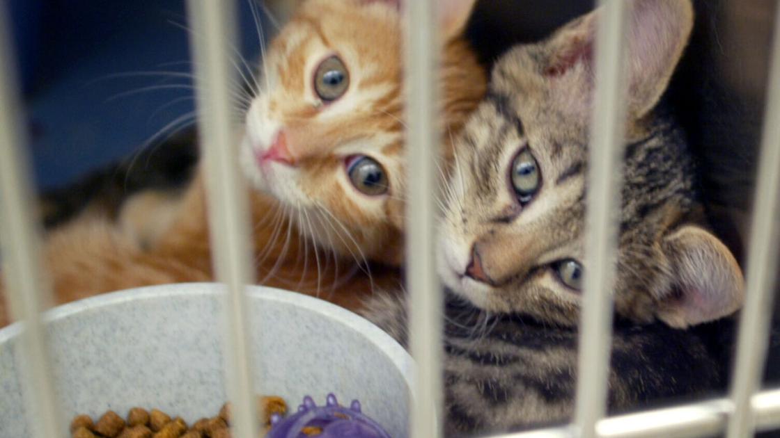Omaha rescue group receives shipment of 69 cats and dogs that need