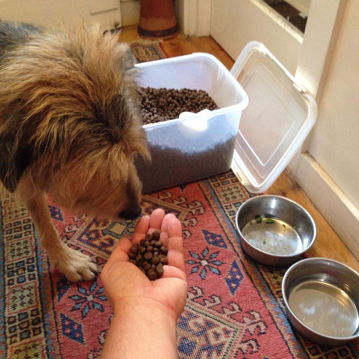 Dog Gone Problems Our Dog Growls If We Get Too Close While She Is