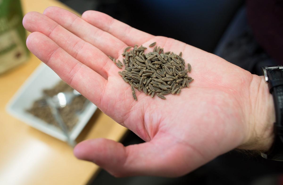 Lincoln startup developing cricketbased foods works to the