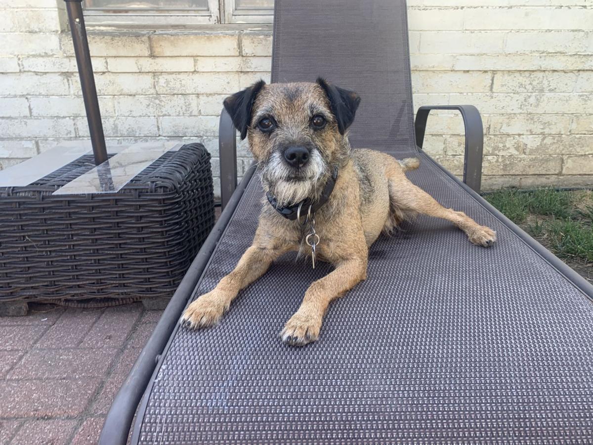 Dog for 8/5/20