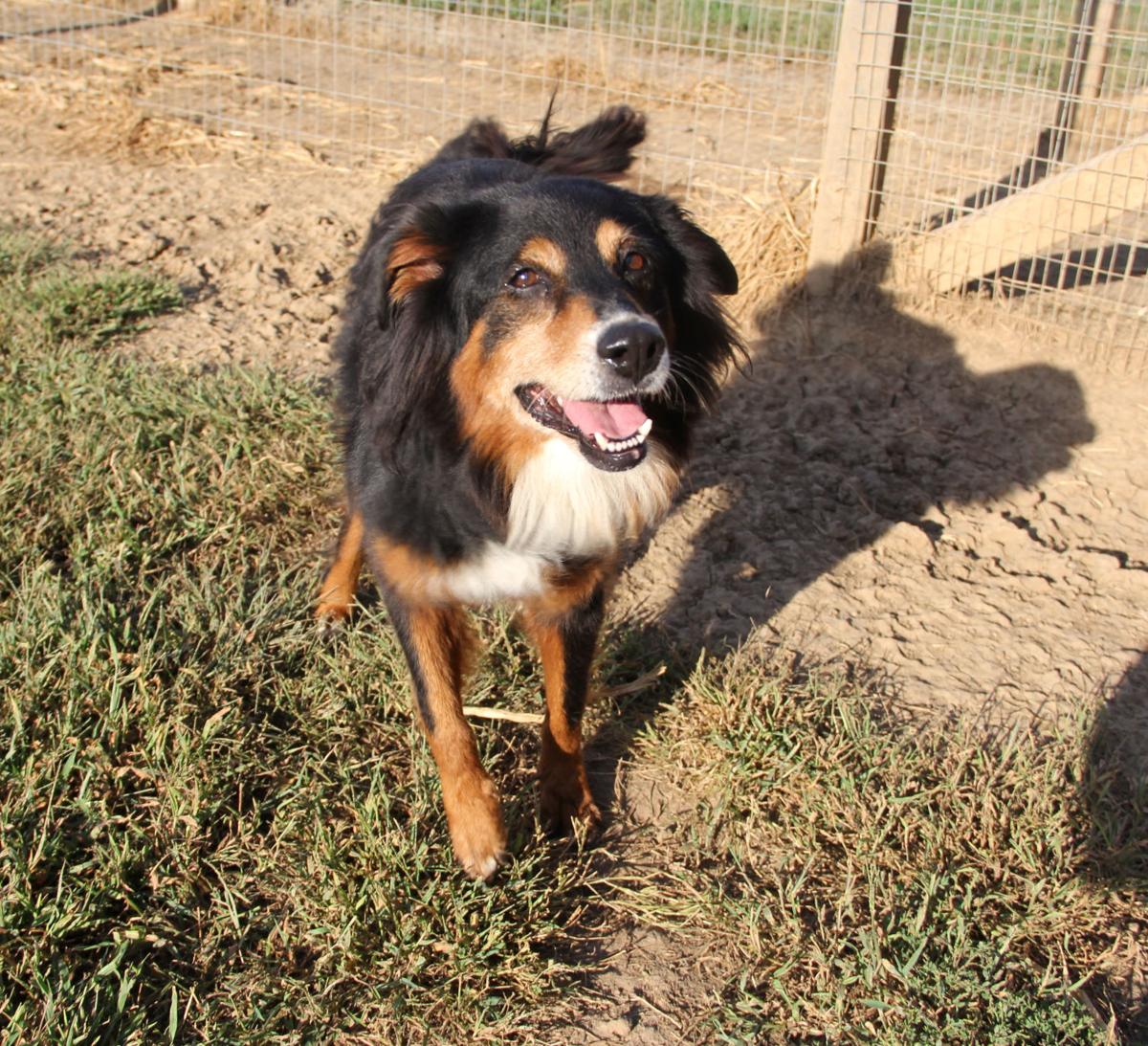 Dogs From Houston Area Animal Shelters Arrive In Nebraska Local