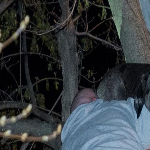 You Re Not Going To Believe This Firefighters Rescue Great Dane