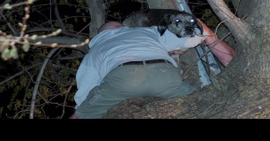 'You’re not going to believe this': Firefighters rescue Great Dane ...