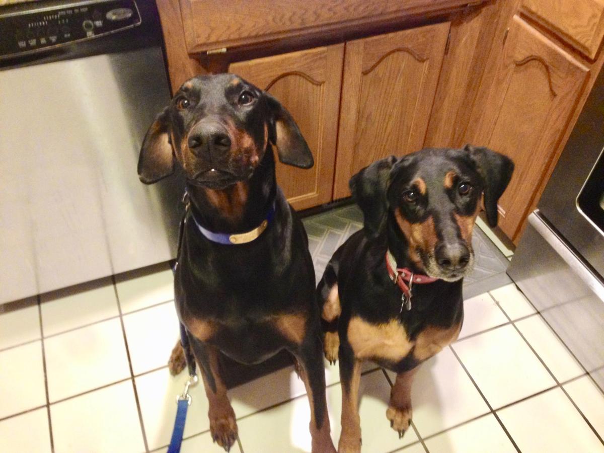 Dog Gone Problems My Dog Is Dog Aggressive And Getting A Puppy Didn T Help Blogs Omaha Com