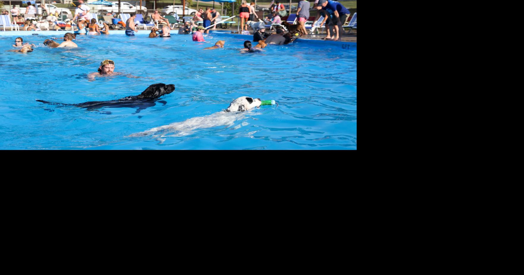 Photos Annual Dog Swim at Sunny Slope Pool