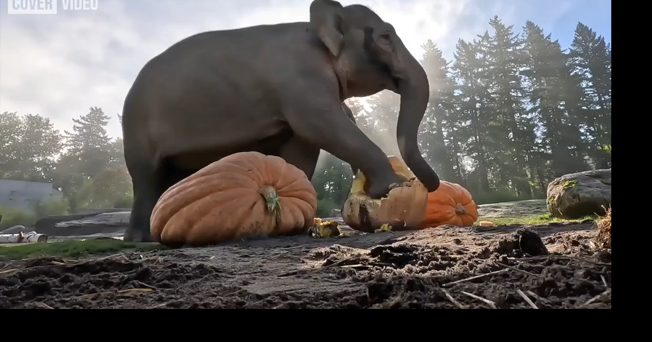 Smashing pumpkins! Oregon elephants take part in 'Squishing Of The ...