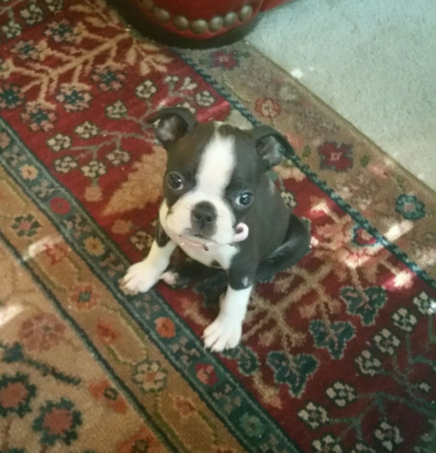boston terrier yorkie mix puppies for sale