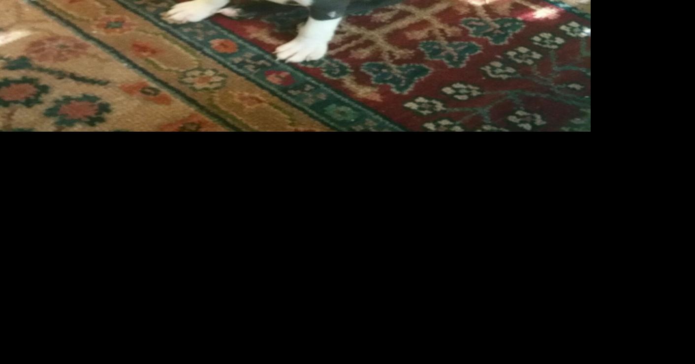 Dog Gone Problems My Boston Terrier puppy won't stop chewing my rugs