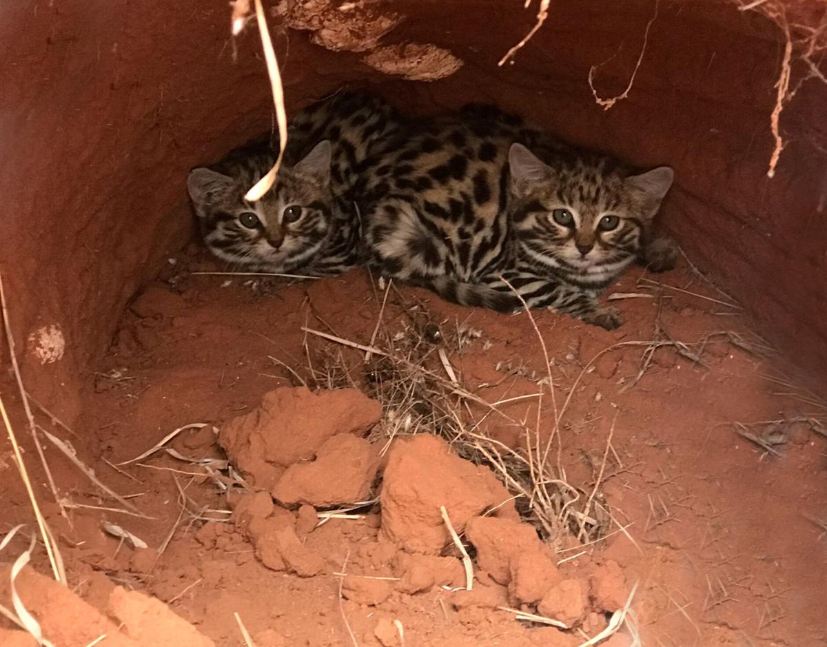 Editorial A Big Boost For Some Little Cats At Henry Doorly Zoo