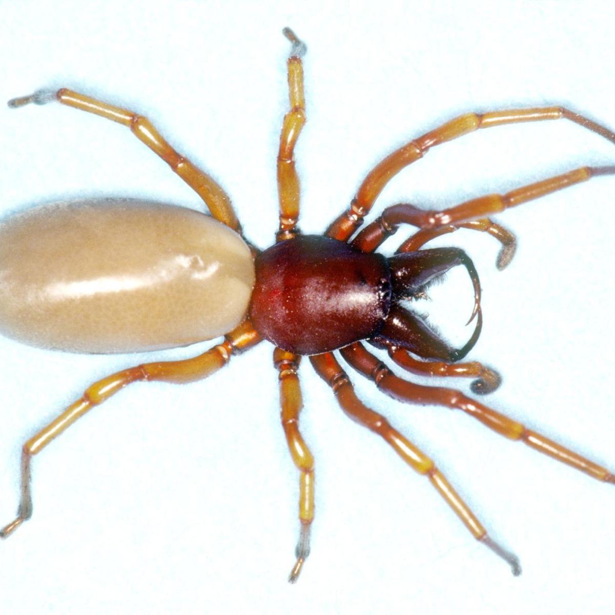 Grace The Story Of A Killer Spider Went Viral But It Was Fake