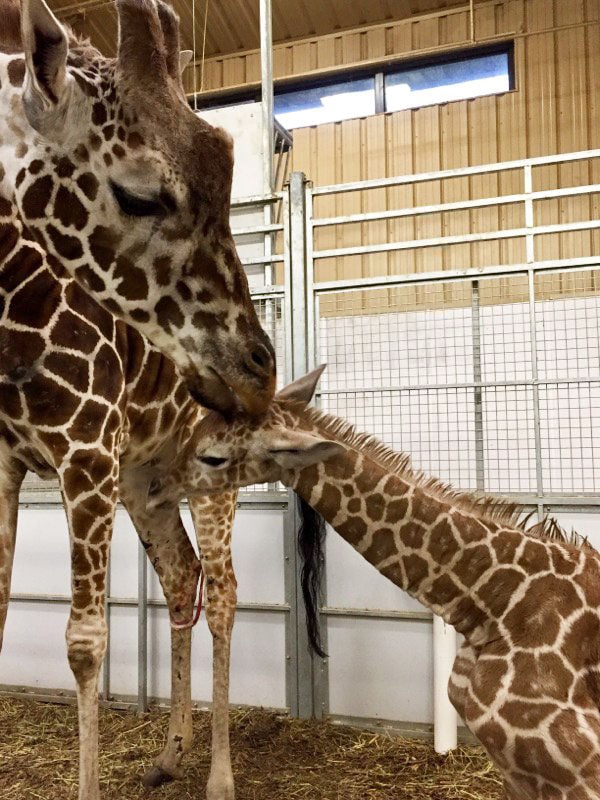 Giraffe Calf Was Born Sunday At Omaha's Henry Doorly Zoo, And You Can ...