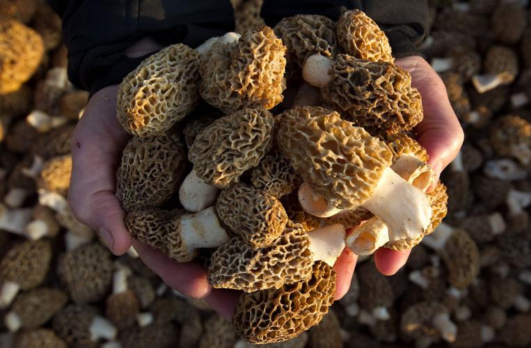 Morel hunting Finding gold in a flood zone