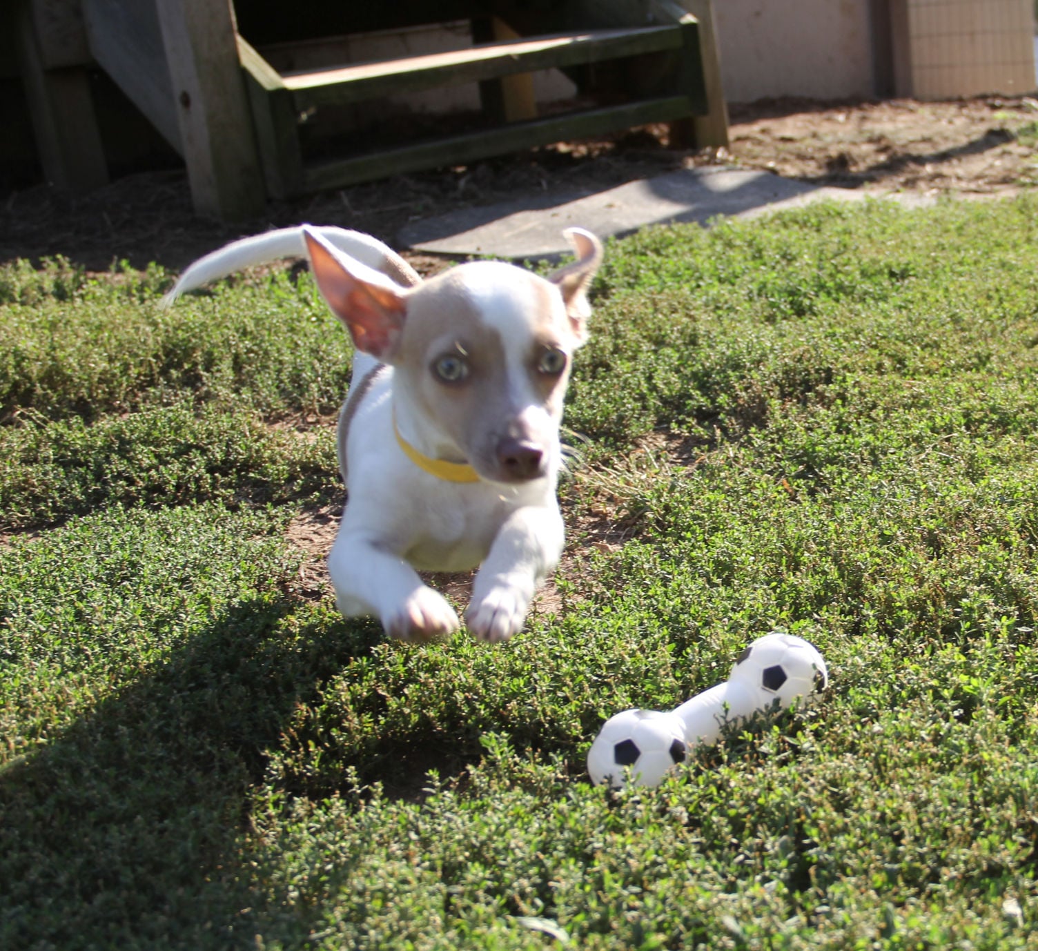 papillion animal shelter