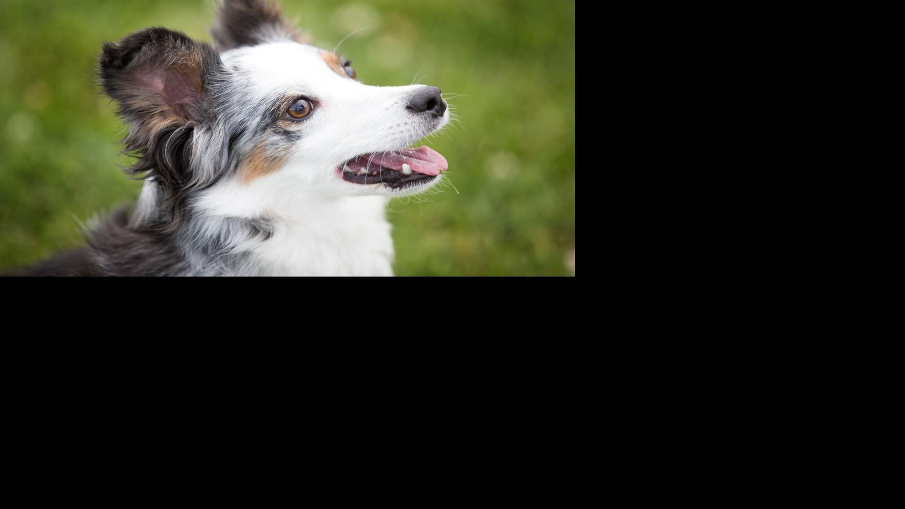 Omaha Dog Pixel Zips Through Agility Course To Win