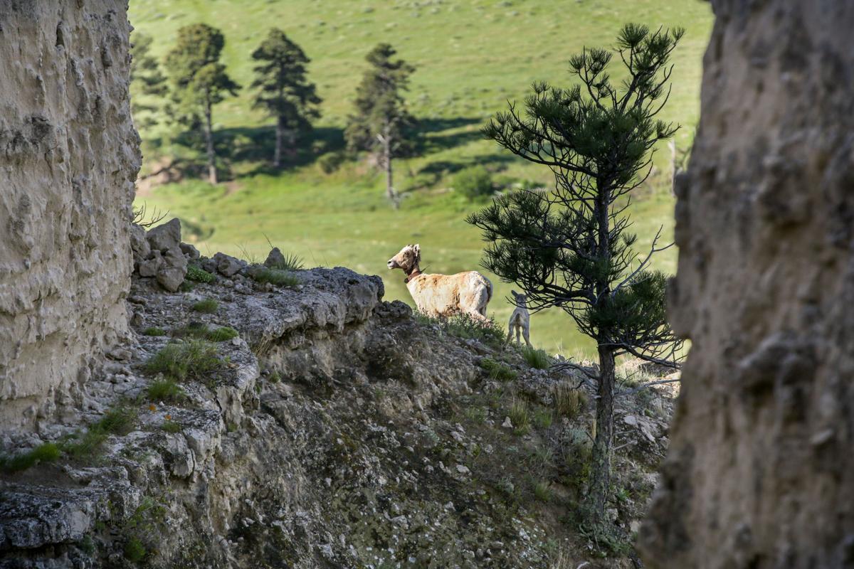 Biologists Track Bighorn Sheep In Northwest Nebraska As Species