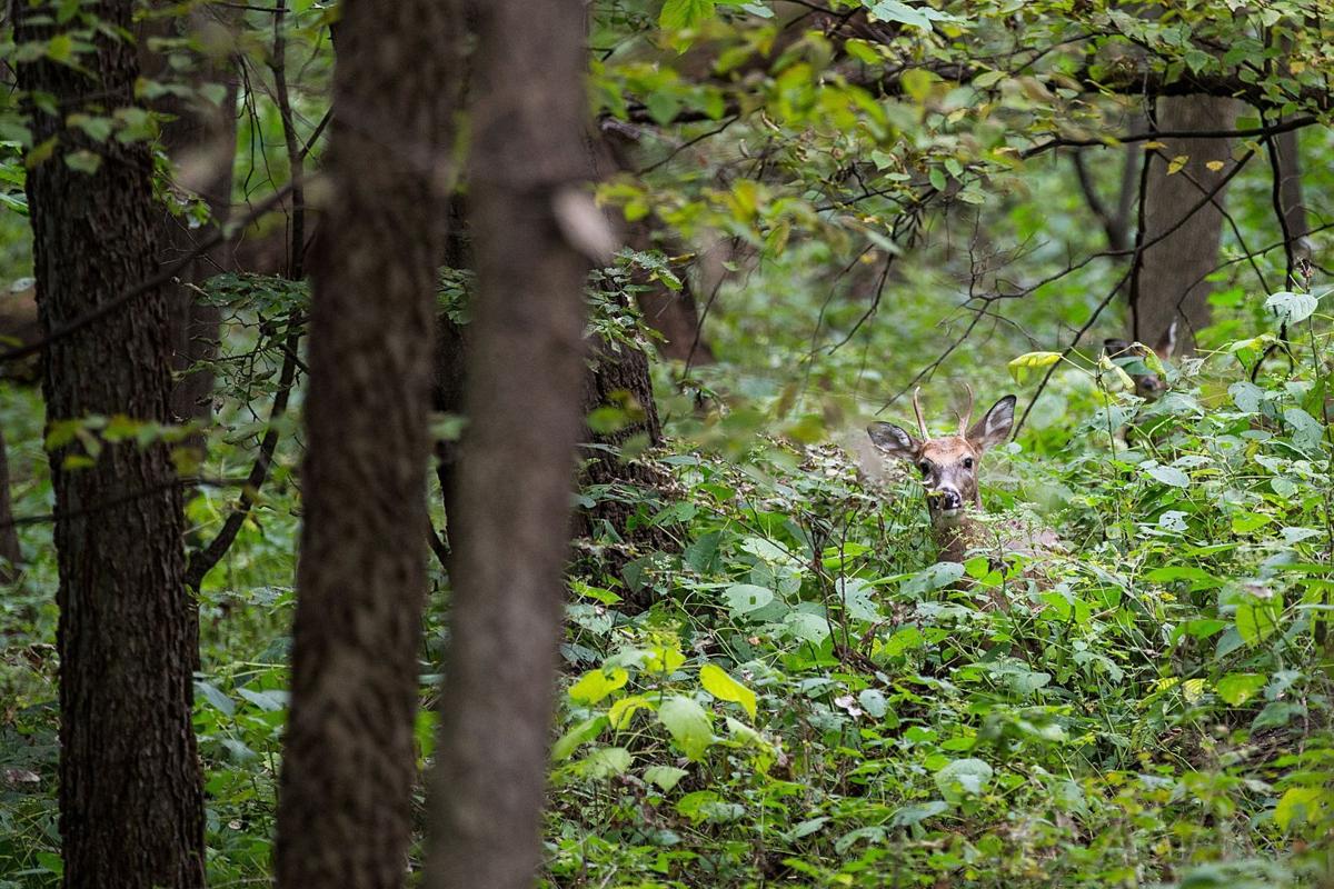 FONTENELLE FOREST