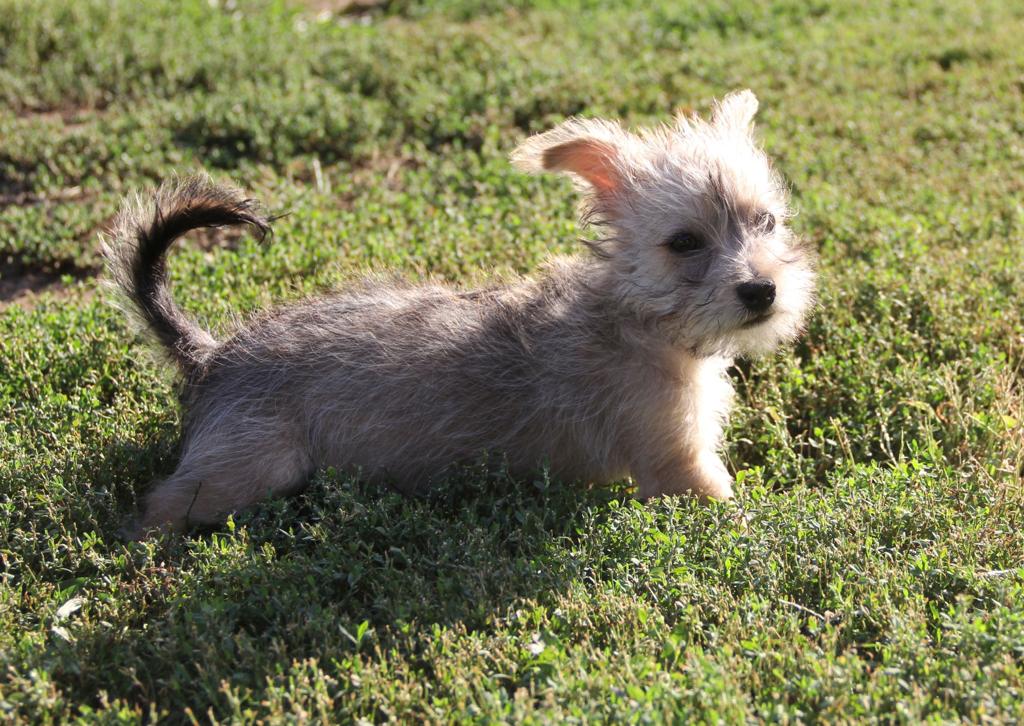 Dogs From Houston Area Animal Shelters Arrive In Nebraska Local