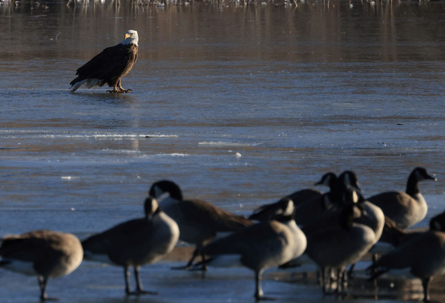 eagle newspaper bryan tx