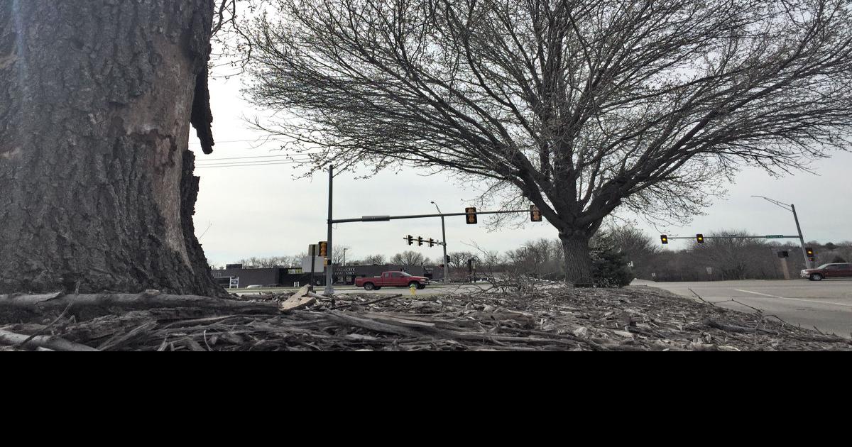 'It smells like vomit' Once loved for its dazzling spring blooms