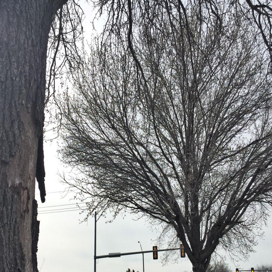 Callery Pear Tree