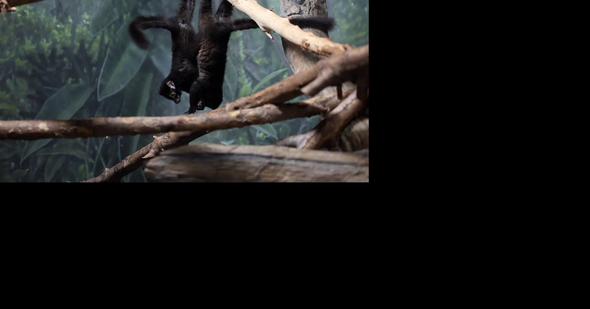 Blue-eyed black lemur twins explore at the Henry Doorly Zoo and Aquarium