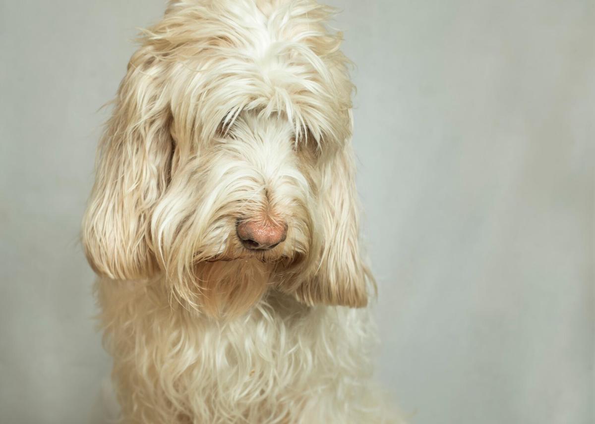 Mastino Napoletano, Napolitan Mastiff. 12 years old dog, male. Chile 2018  Stock Photo
