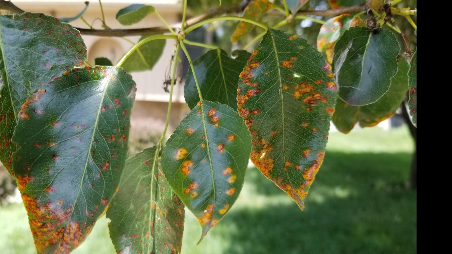 Pear Leaves Are Turning Orange But There S No Reason To Worry Lifestyles Omaha Com