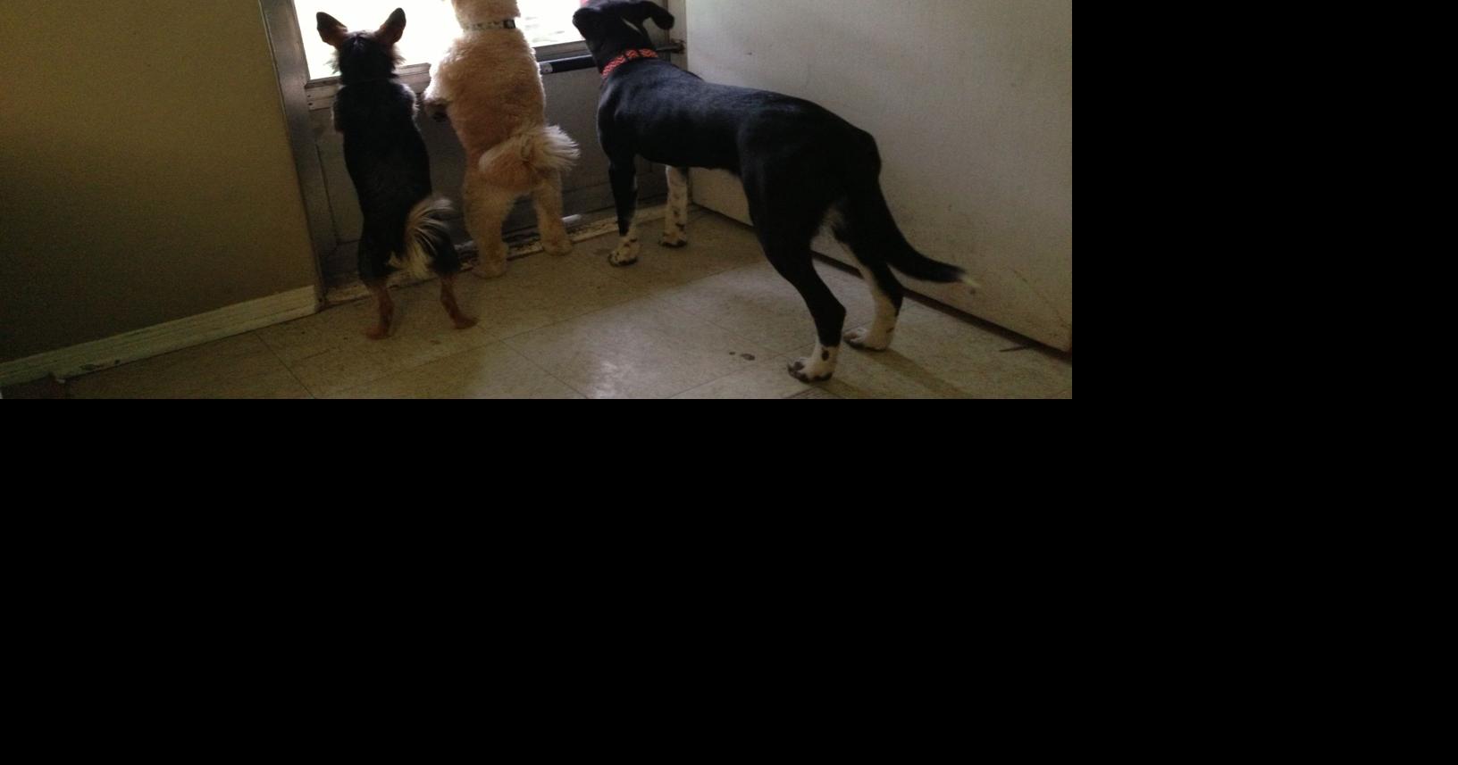 Dog Gone Problems How do I stop my dog biting the door?