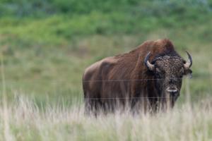 062526-owh-new-bison-nf-03