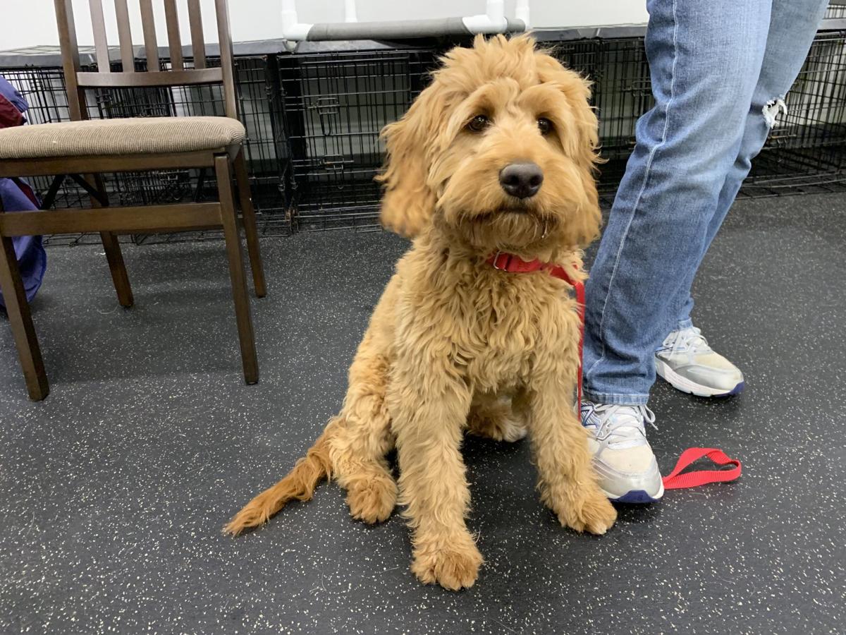 Dog for 5/27/2020