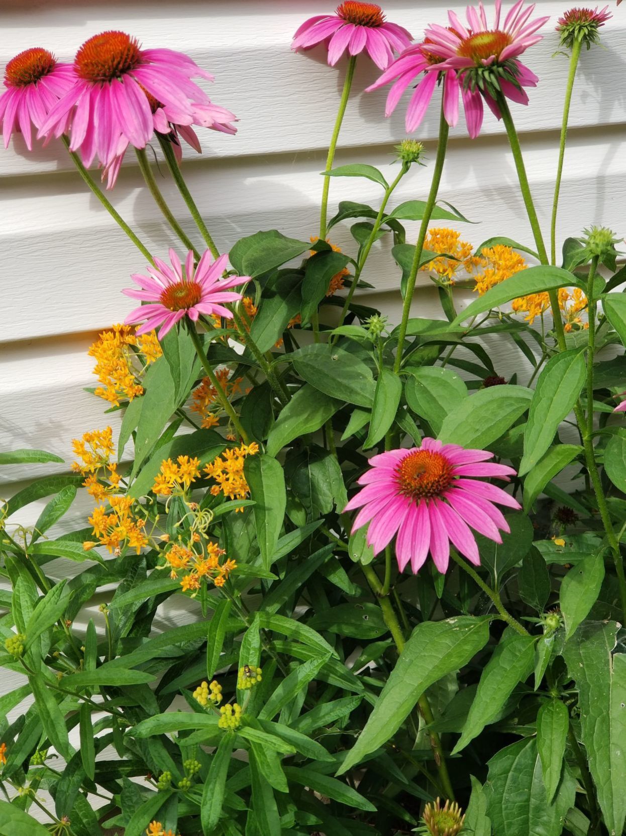 Image of Butterfly milkweed and Purple coneflower