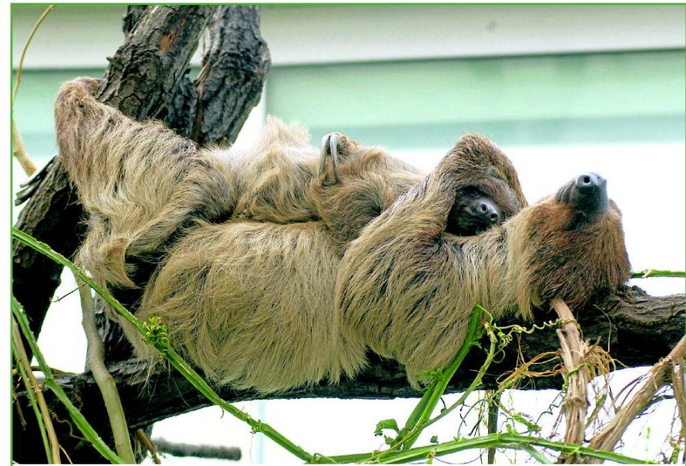 The Arboreal Life Articles Omaha Com