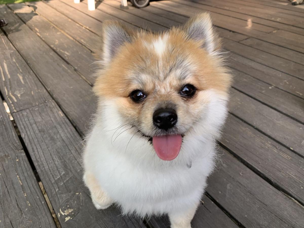 Dog for 2/17/21