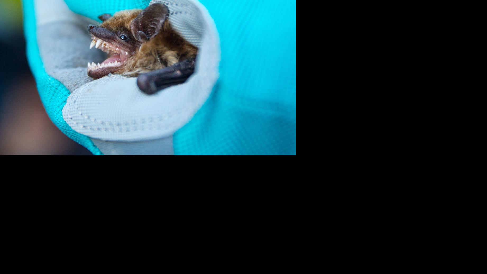 8 Bats Test Positive For Rabies In Nebraska Officials Say Watch
