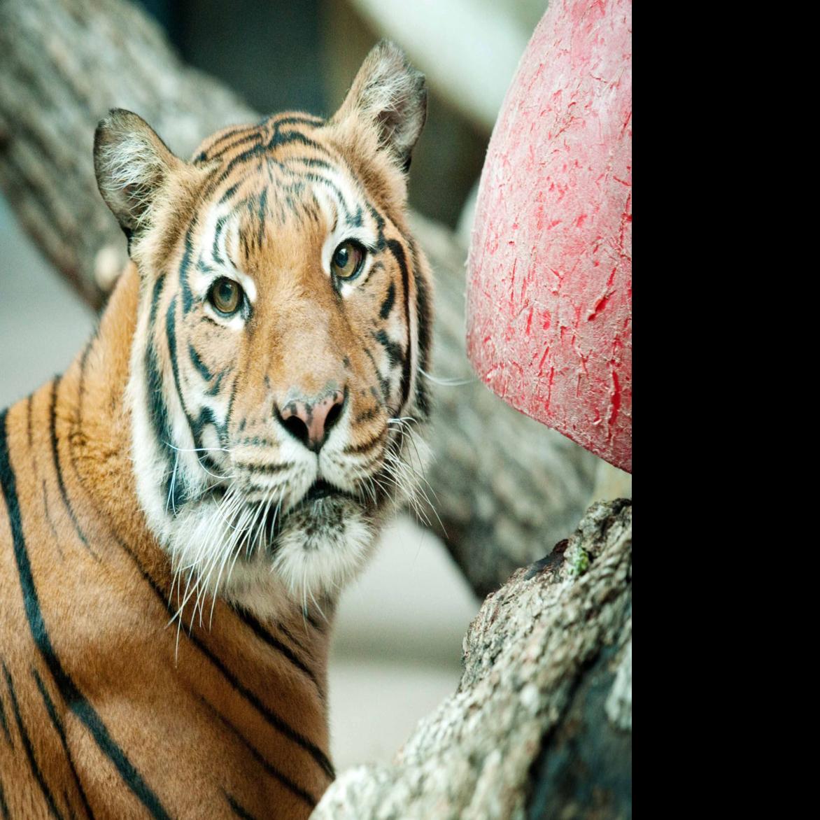 Henry Doorly Zoo S Three Legged Tiger Dies Zoo To No Longer Keep Malayan Tigers Lifestyles Omaha Com