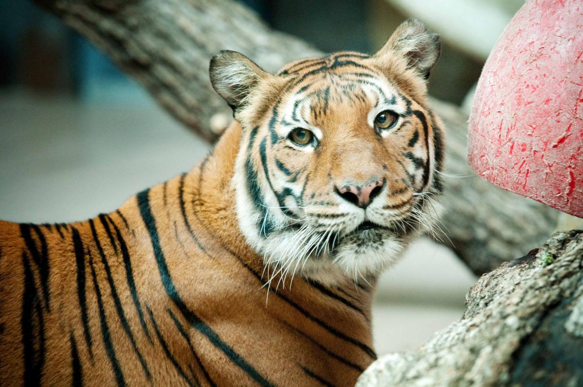 Henry Doorly Zoo's three-legged tiger dies; zoo to no longer keep