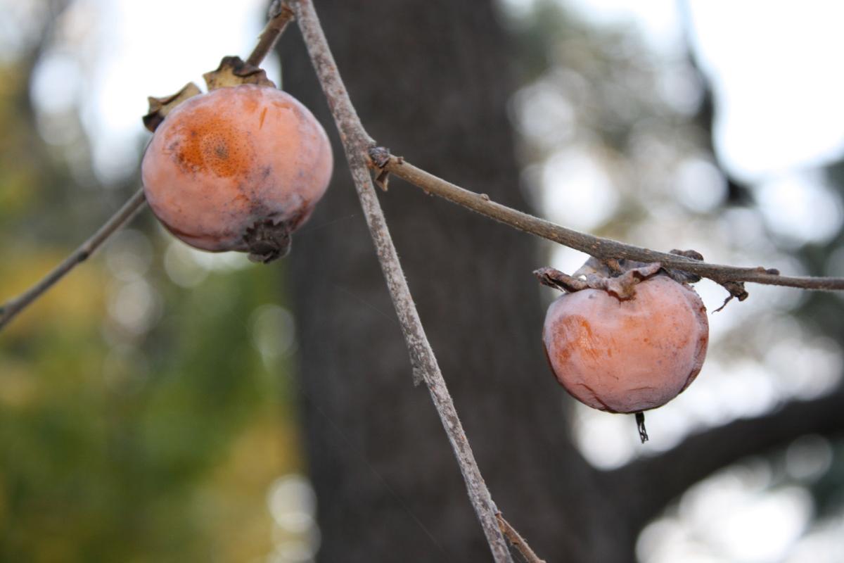 wild persimmon tree